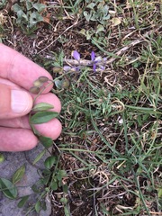 Polygala compacta