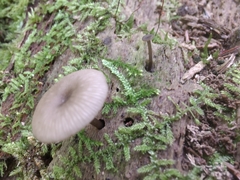 Arrhenia epichysium