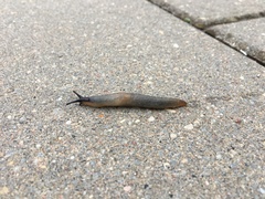 Krynickillus melanocephalus