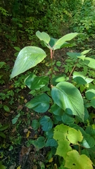 Cornus rugosa