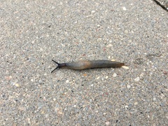 Krynickillus melanocephalus