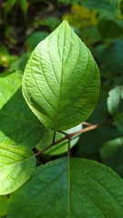 Cornus rugosa