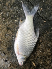 Barbonymus gonionotus