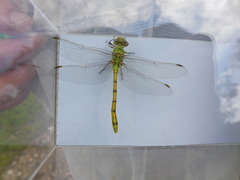 Ophiogomphus severus