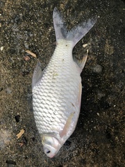 Barbonymus gonionotus