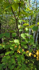 Betula papyrifera