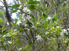 Myoporum petiolatum