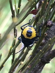 Commius elegans