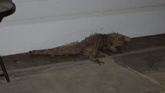 Cyclura nubila