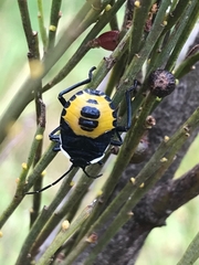 Commius elegans