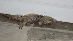 Cyclura nubila