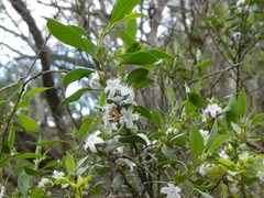 Myoporum petiolatum