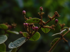 Heteropterys brachiata