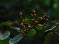 Heteropterys brachiata