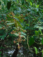 Heteropterys brachiata