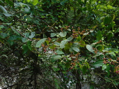 Heteropterys brachiata