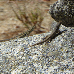 Sceloporus graciosus vandenburgianus