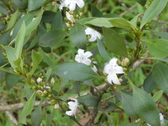Myoporum petiolatum