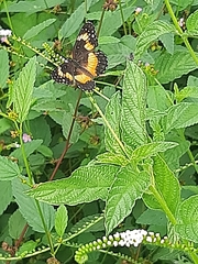 Chlosyne lacinia adjutrix