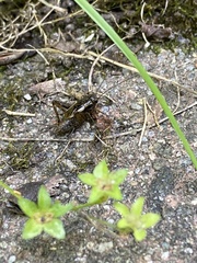 Allonemobius fasciatus