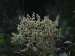 Decatropis bicolor