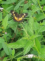 Chlosyne lacinia adjutrix