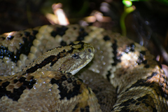 Crotalus tzabcan