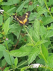 Chlosyne lacinia adjutrix