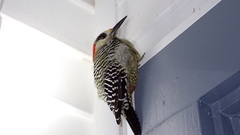 Melanerpes superciliaris