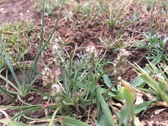 Plantago nivea