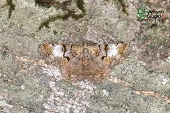 Psilalcis pallidaria