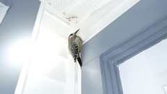 Melanerpes superciliaris