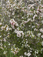 Thryptomene ericaea