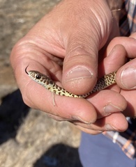 Coluber constrictor mormon