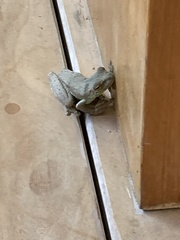 Itapotihyla langsdorffii