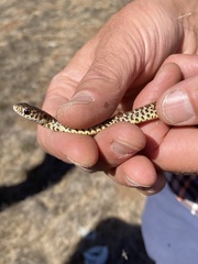 Coluber constrictor mormon