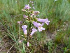 Penstemon gracilis