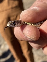 Coluber constrictor mormon