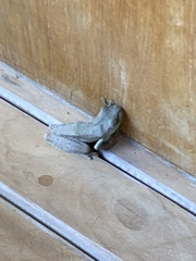 Itapotihyla langsdorffii