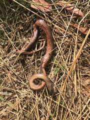 Drysdalia coronoides