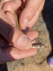 Coluber constrictor mormon