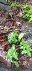 Eulophia maculata image