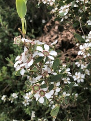 Leptospermum laevigatum