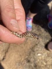 Coluber constrictor mormon