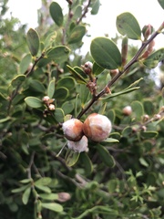 Leptospermum laevigatum