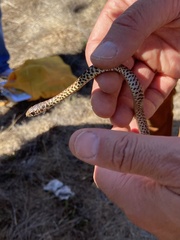 Coluber constrictor mormon