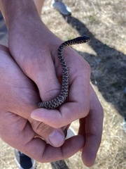 Coluber constrictor mormon
