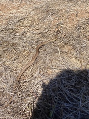 Coluber constrictor mormon