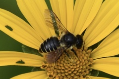 Megachile relativa