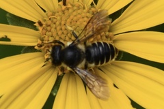 Megachile relativa